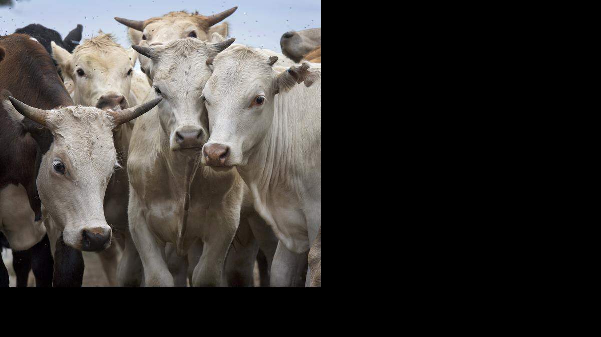 
With more cattle than people, Kansas is trying a new tactic to fight rustlers.


