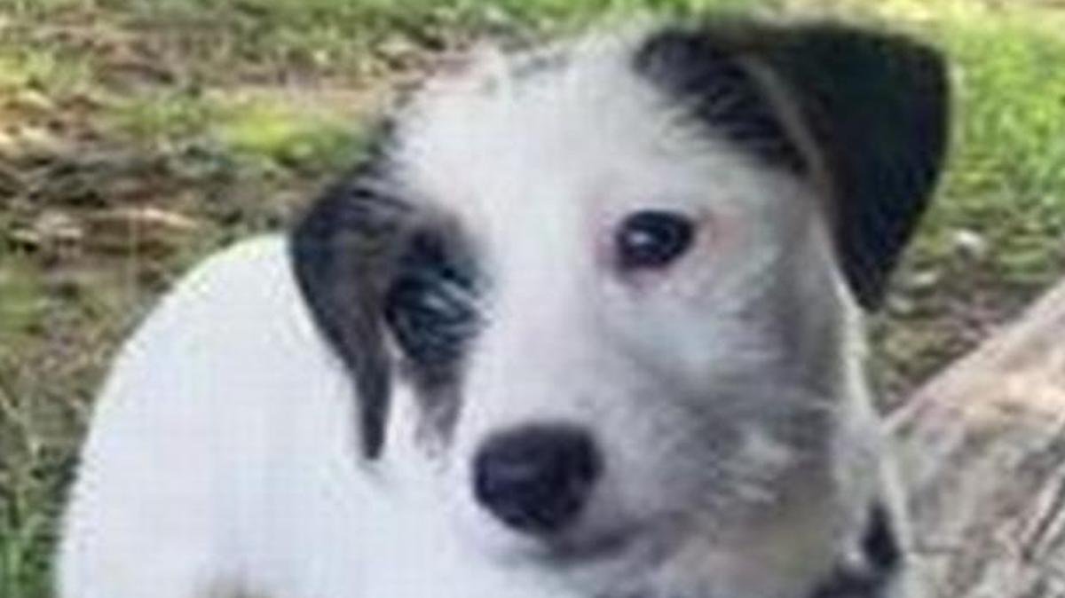 
Police are asking for help finding Jacki, an 11-week-old black and white female Jack Russell puppy, and a gray 2015 Ford F-150 pickup truck stolen that were stolen over the weekend from the Value Place Hotel near College Boulevard and Interstate 35 in Lenexa.
