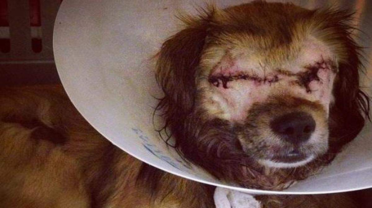 
Roadrunner after surgery to remove his eyes.
