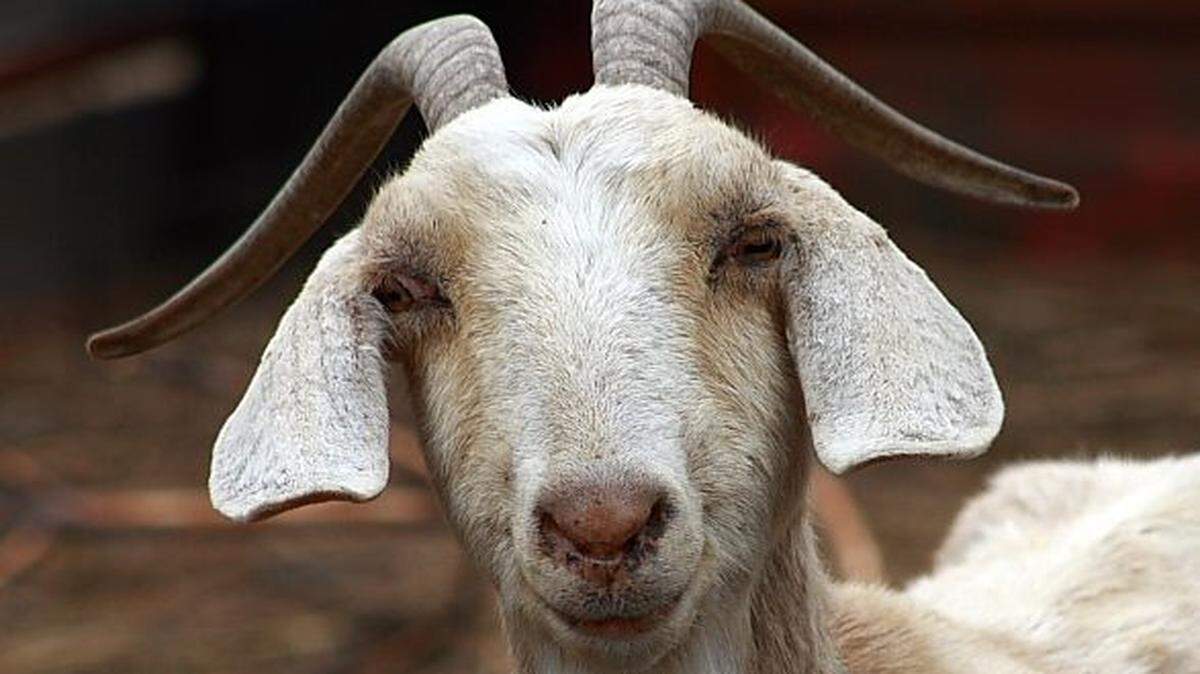 
A Clay County dispatcher sent out a tweet of a memorable 911 call involving a goat at the caller’s front door to raise awareness of National Public Safety Telecommunicators Week. 

