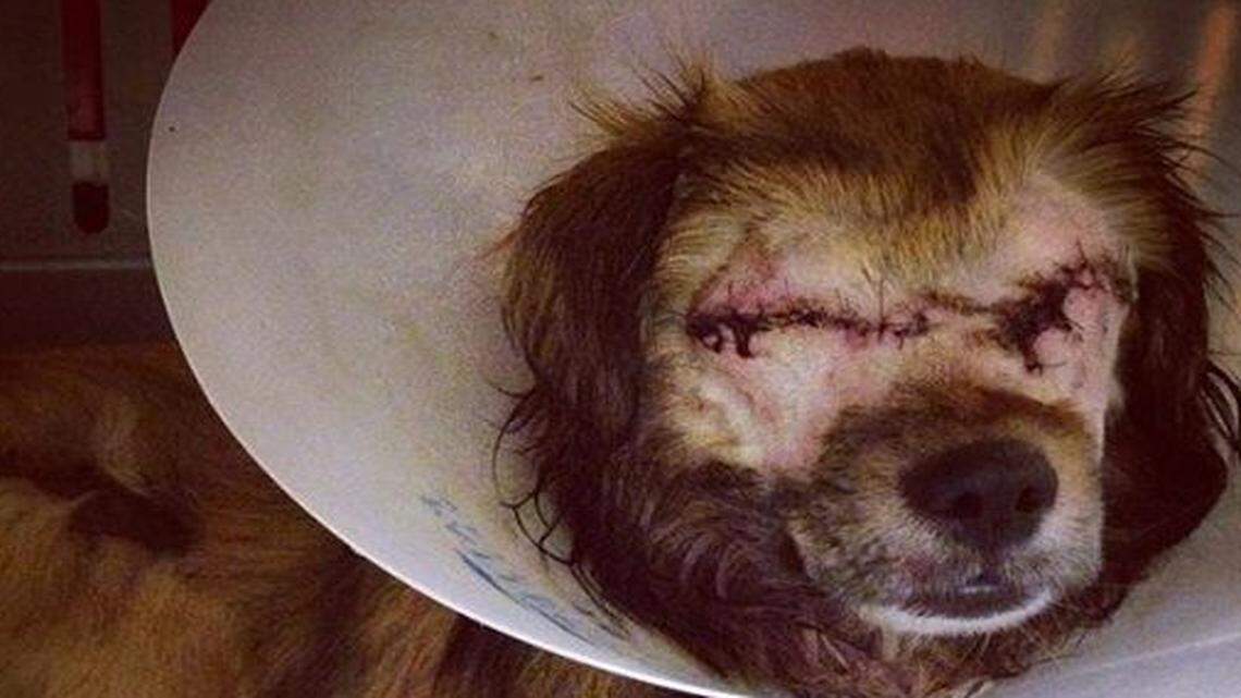 
After a case of alleged animal cruelty, Roadrunner lost his eyes, which had to be surgically removed.
