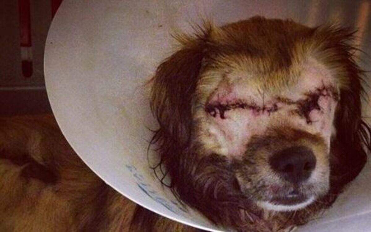 
After a case of alleged animal cruelty, Roadrunner lost his eyes, which had to be surgically removed.
