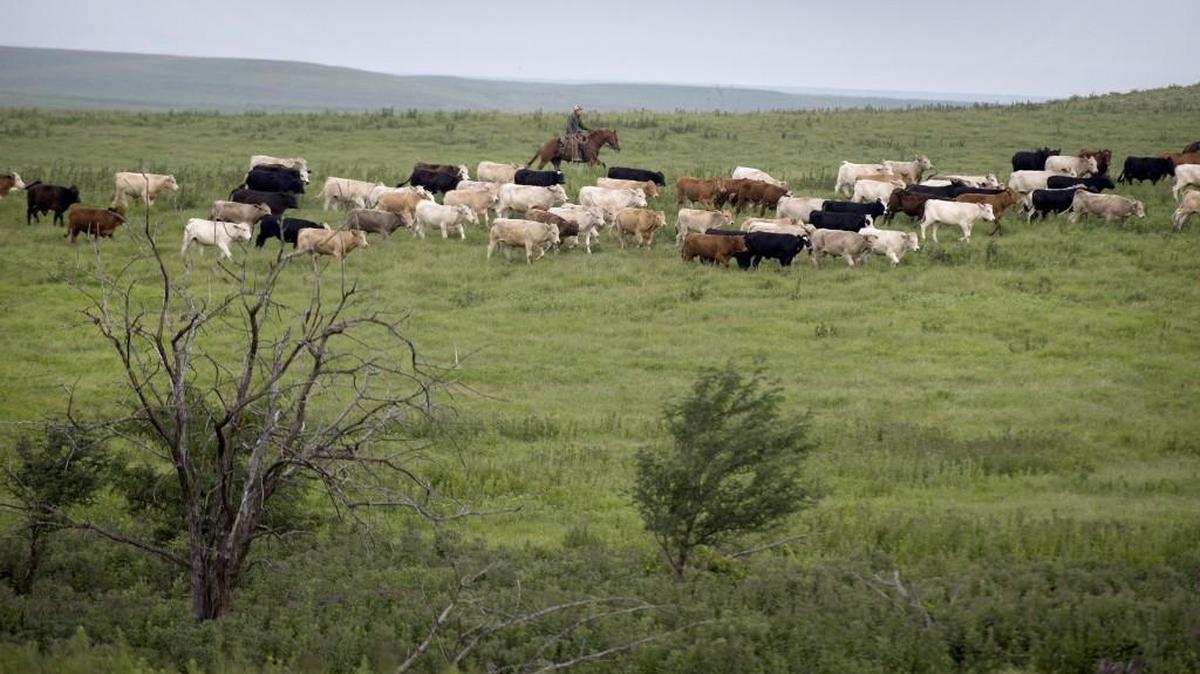Cattle in Kansas