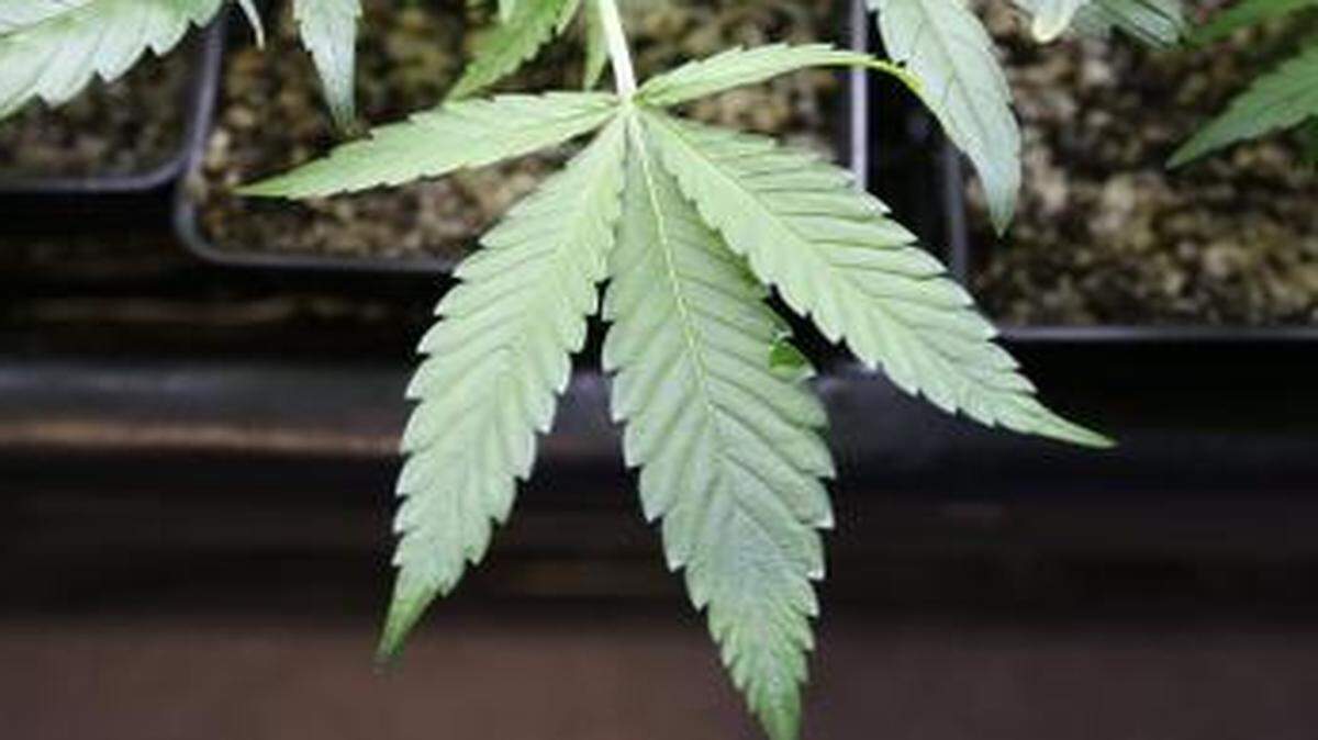 
Quest Diagnostics says it’s too soon to know whether new laws in some states that permit the recreational use of marijuana have distorted national data about drug use.
