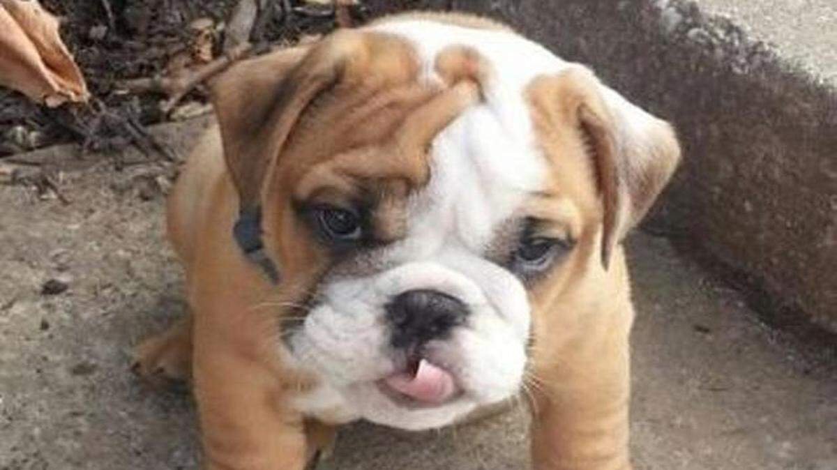 
A Lenexa man told police he was robbed at gunpoint Wednesday by two men who took his 3-month-old English miniature bulldog puppy, Diesel.
