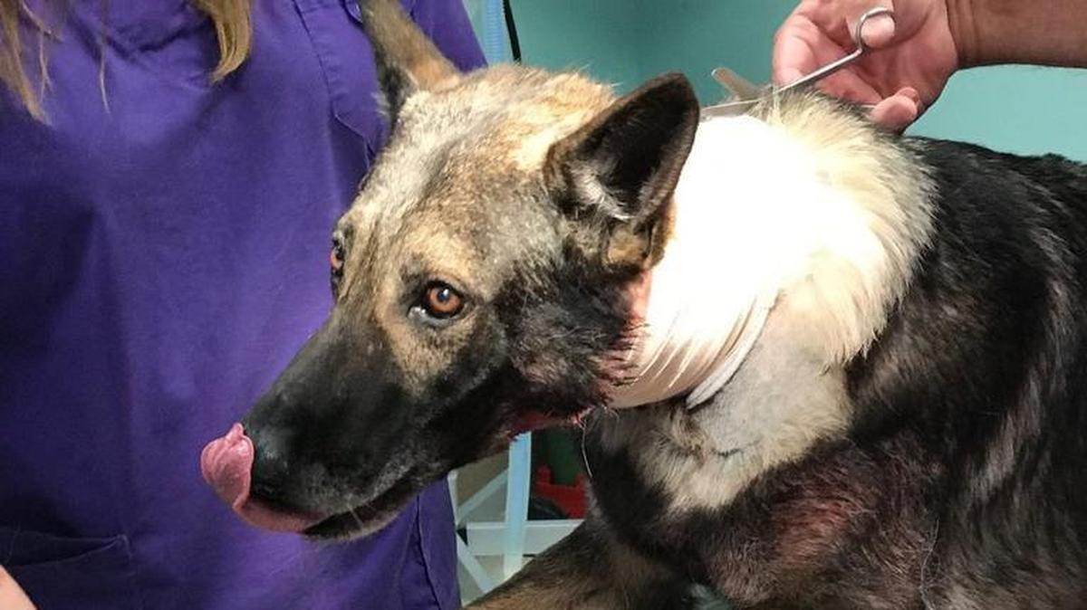 Champ, a Cass County K9 police dog, was stabbed in the neck by a stealing suspect Monday.