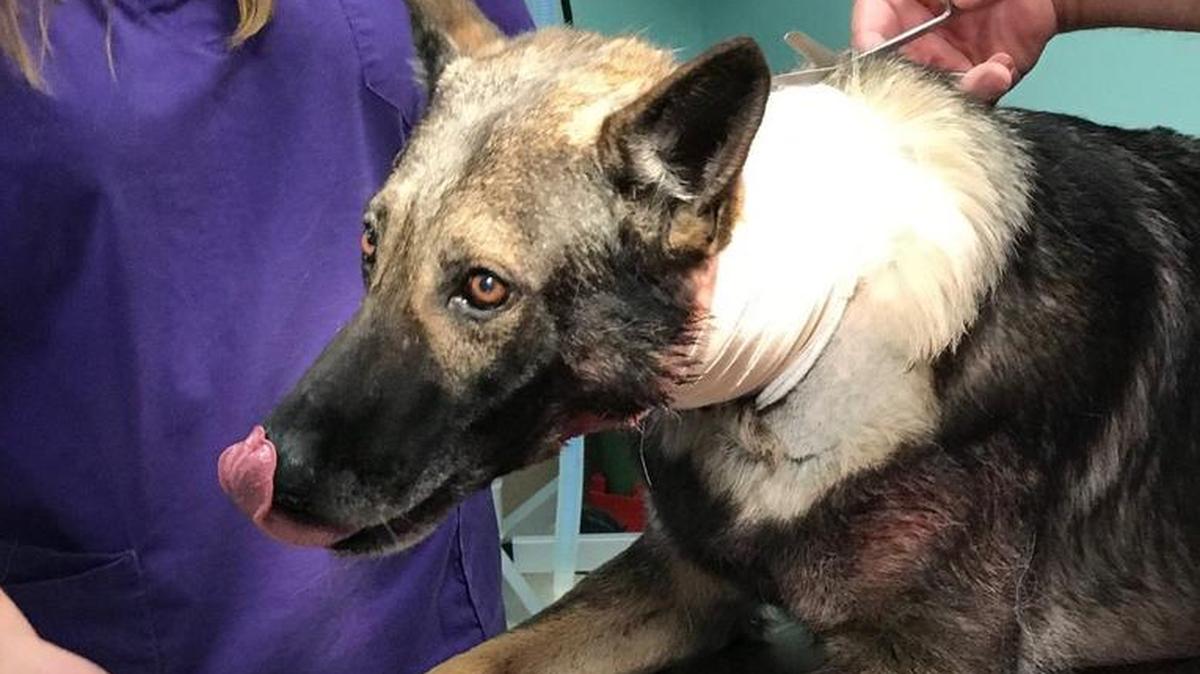 Champ, a Cass County Sheriff’s Department K9 officer, was stabbed in the neck by a suspect on Dec. 11.