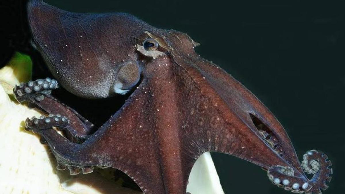 A 37-year-old Wichita man has been sentenced to probation after doctors found a small octopus stuck in the throat of his girlfriend’s young son. This photo shows a much larger octopus.