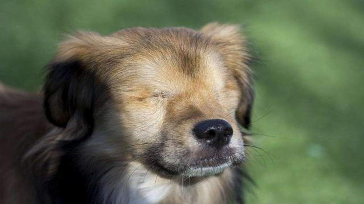 
Veterinarians treating injuries to Roadrunner, believed to be a Tibetan spaniel, removed both of his eyes after animal control officers rescued him Nov. 14.
