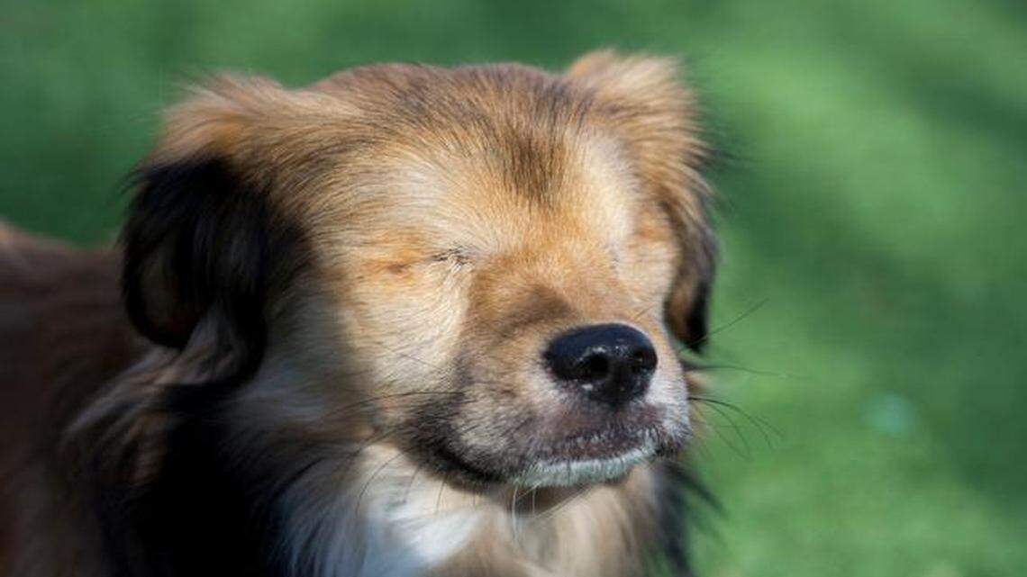 
Officials at KC Pet Project say Roadrunner’s recovery from alleged severe abuse has been amazing. 
