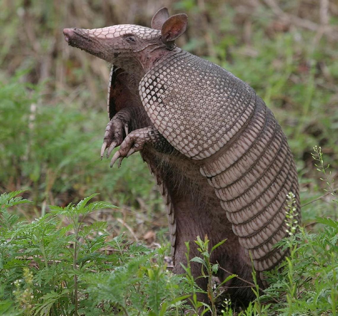 Nine-banded armadillo sightings are becoming more frequent in Kansas and Missouri, and warmer winters could play a role.