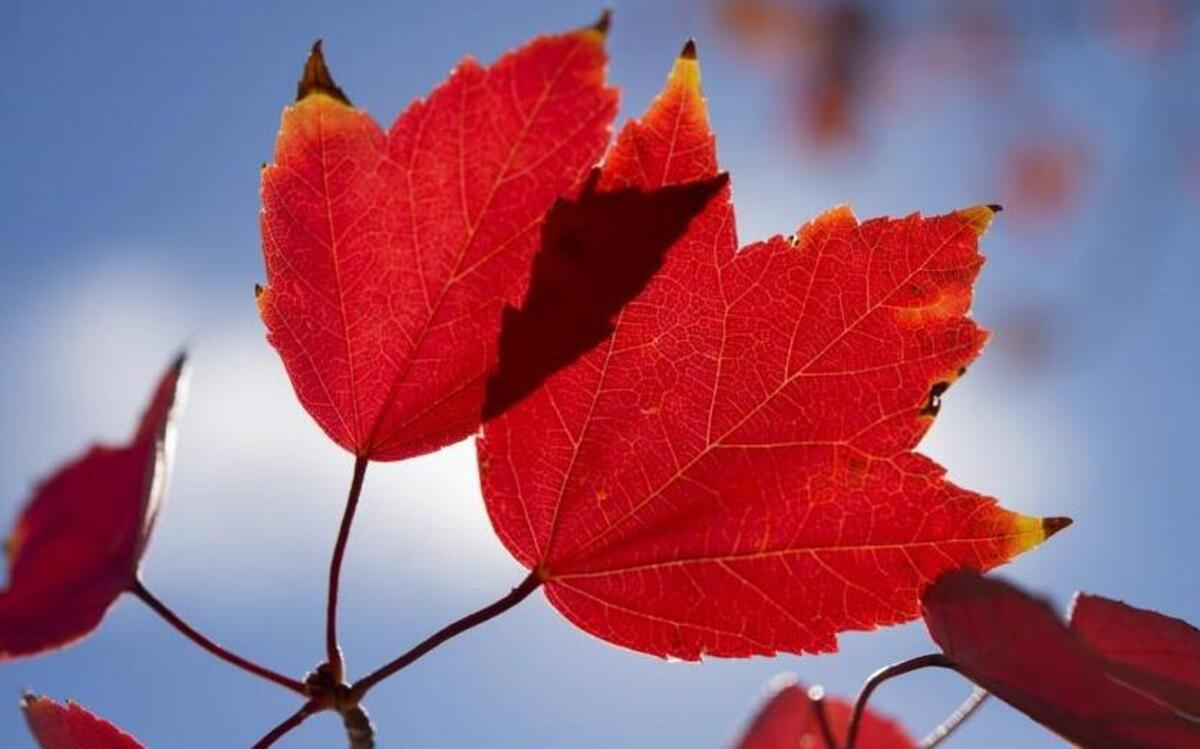 
Falling leaves got you seeing red?

