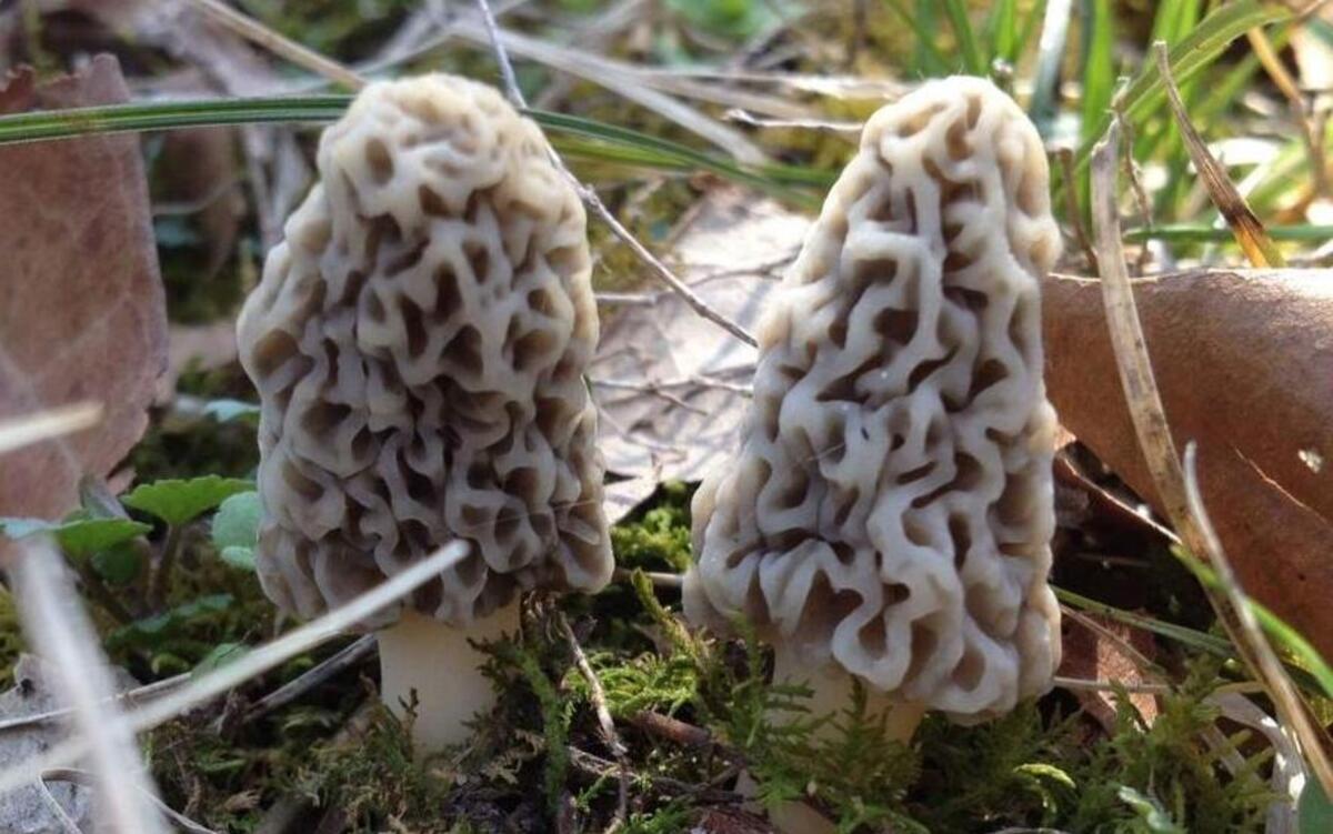 The morel mushroom hunting season has begun early this year because of a mild winter.
