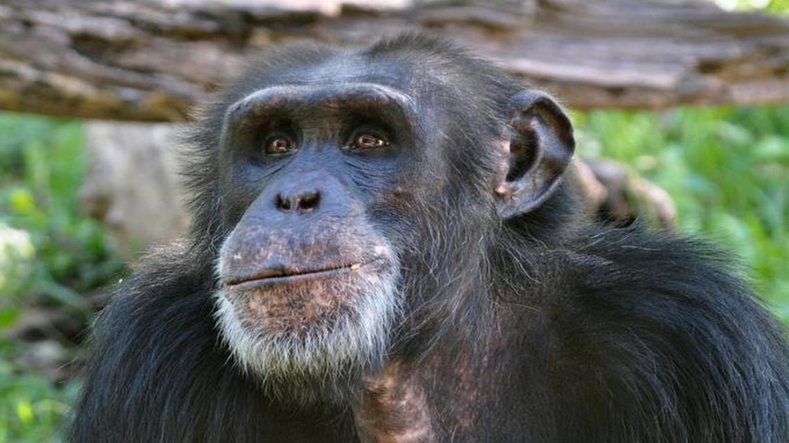 Bahati, a 31-year-old male chimpanzee that died Wednesday at the Kansas City Zoo.