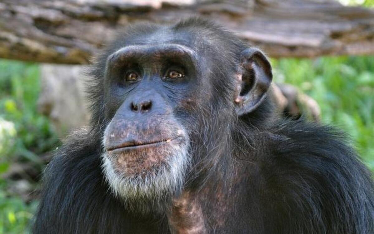 Bahati, a 31-year-old male chimpanzee that died Wednesday at the Kansas City Zoo.