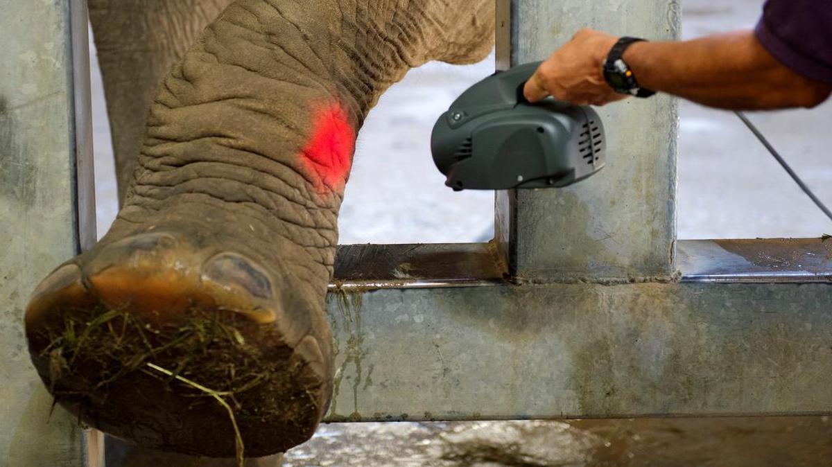 
Lady, a 47-year-old African elephant at the Kansas City Zoo, recently received laser therapy for arthritis in her leg joints. Kirk Suedmeyer, the Kansas City Zoo’s director of animal health, closely monitored the treatment.

