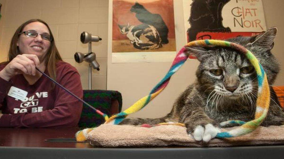 
Wayside Waifs staff member Jennifer Dreisewerd played with MVP Paws Scaggs in her office Thursday. Dreisewerd takes cats that are not quite ready for adoption, often because of mistreatment, and keeps them in her office for several weeks, where they get special attention and socialization. 

