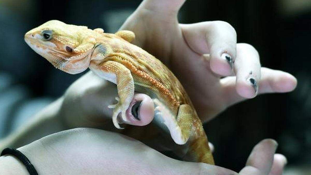 
This bearded dragon was at the Loco Lizards booth during Sunday’s Kansas City Reptile Show at the Overland Park International Trade Center. 
