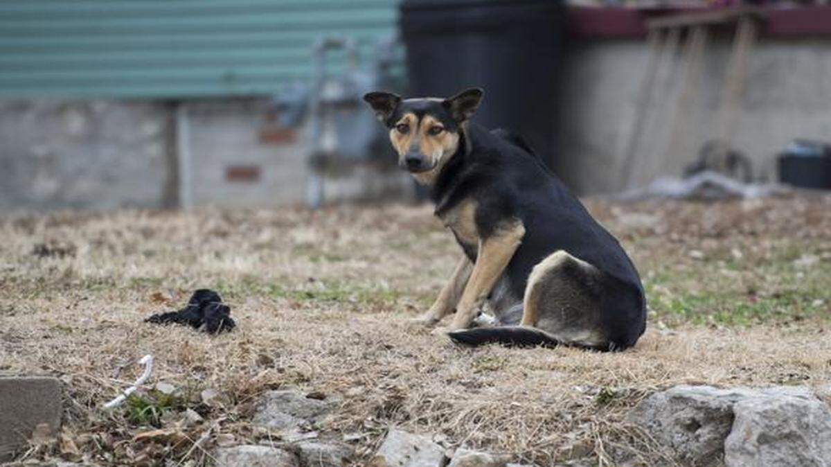 
This dog is part of a pack that lives in an abandoned garage in Kansas City, Kan. Unleashed Pet Rescue and Adoption is trying to keep the pack from growing by having animals spayed and neutered.

