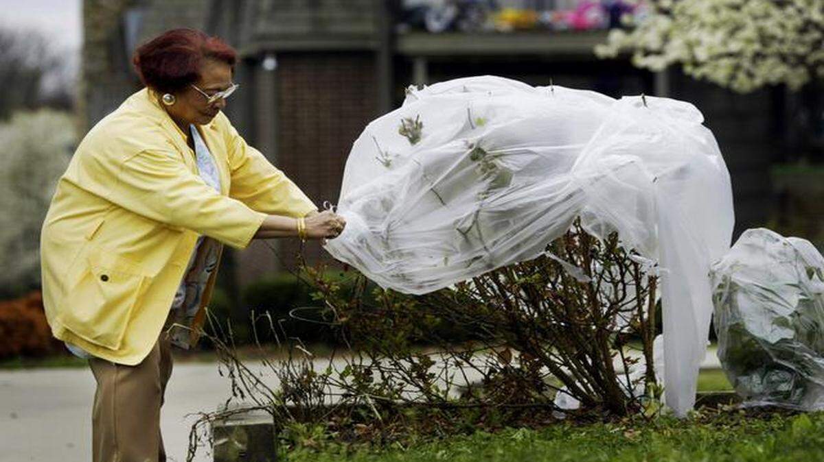 The National Weather Service advises gardeners to cover their sensitive plants Tuesday night as temperatures are forecast to be in the mid 30s.