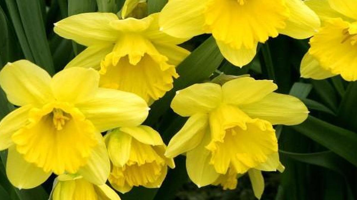 Daffodils hint spring./Oh, the joy they often bring!/Might just up and sing.