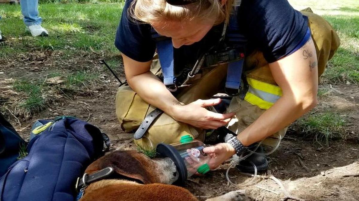 Overland Park firefighter Megan Penrod cared for a dog that was injured in a fire Monday at the Georgetown Apartments in Merriam.