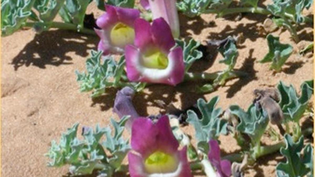 Devil’s Claw a botanical used to treat joint pain