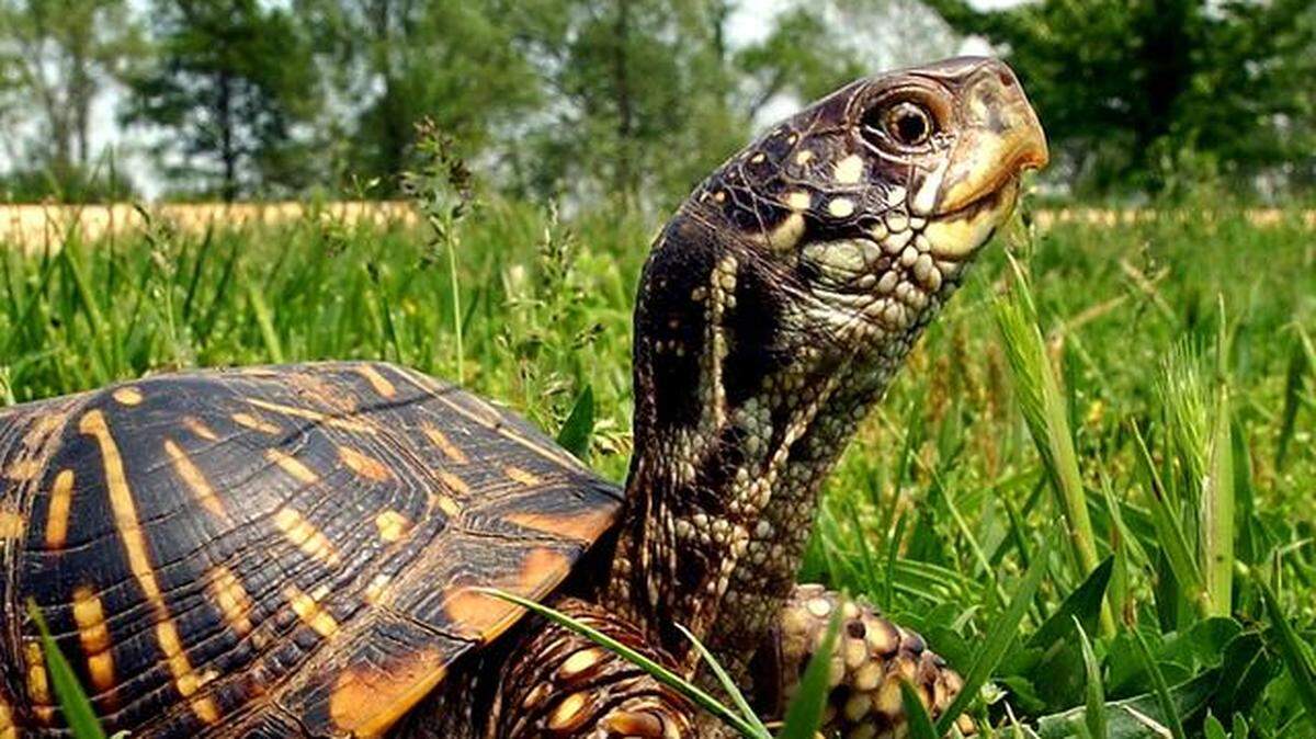 Phillip Smith, 79, of Claremore, Oklahoma, stopped his car to "save a turtle" on Route 66 when a truck struck his Lexus.