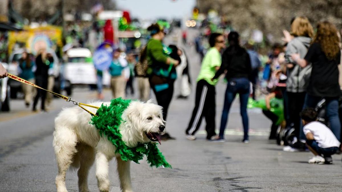 Shaggy Doodle, a great Pyrenees mix, was dressed for the occasion and wanted to visit with people lining the street in 2017 during the 45th annual St. Patrick’s Day Parade in Kansas City.