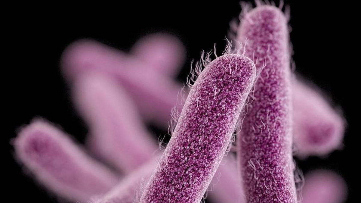 
Shigella bacteria are shown in an illustration made available by the Centers for Disease Control and Prevention.
