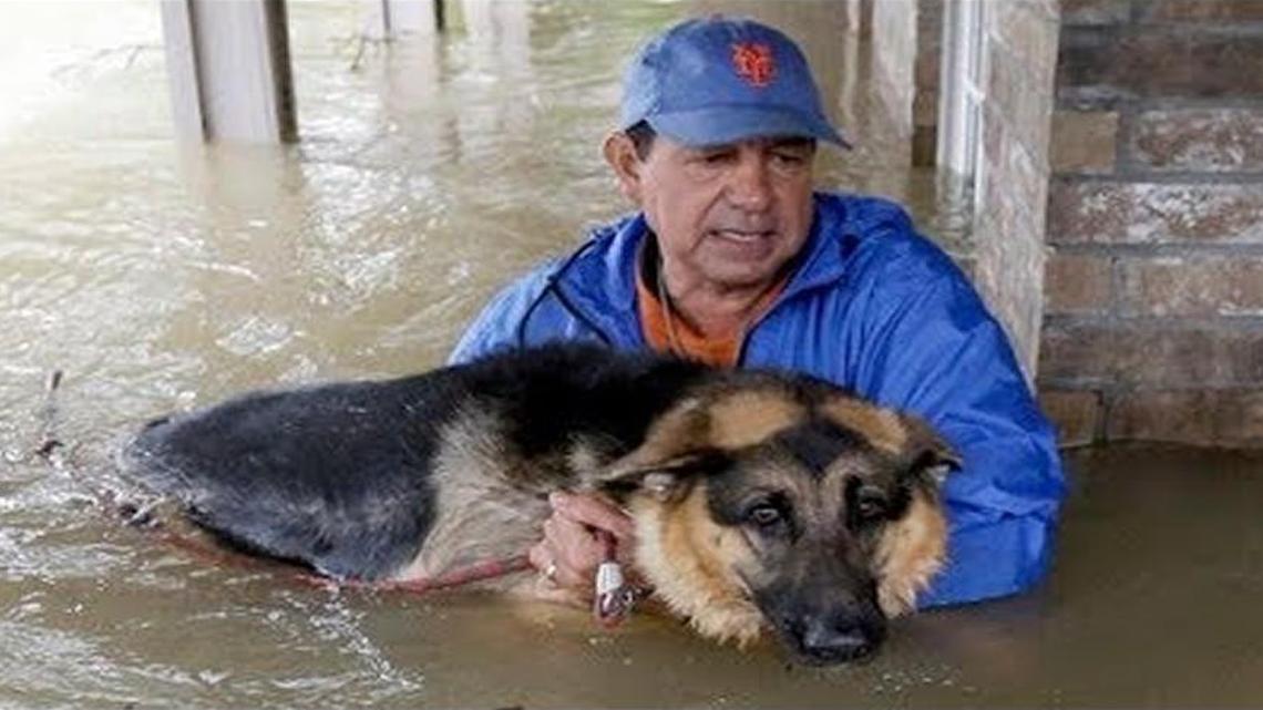 Youtube shows shepherd rescued from flood waters in Houston following Hurricane Harvey