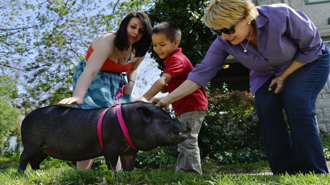 
Ann Varner (left) and her pig Marlee like to go for walks in their Westport neighborhood. Last year, they visited with Champa Thomson and his grandmother Becky Malomo.
