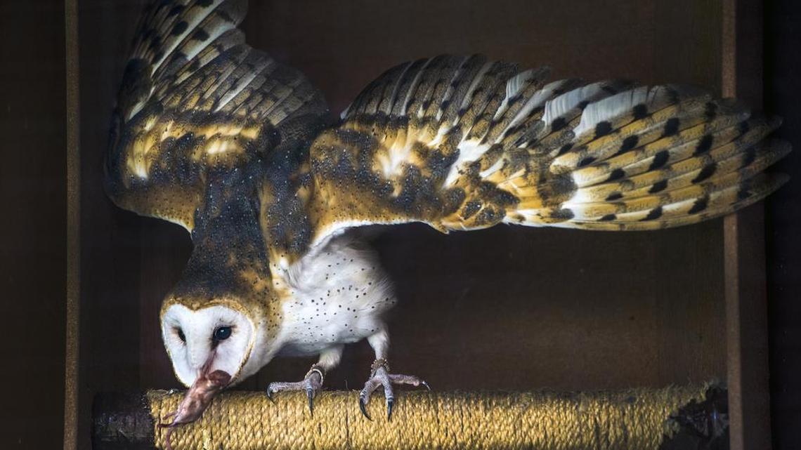 The Ernie Miller Nature Center will host family programs featuring animals every Sunday through February.