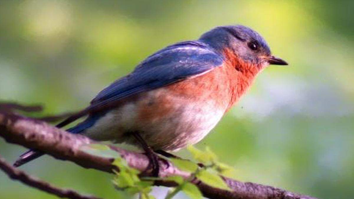 
The bluebird of happiness seems to have had a happy summer in Kansas City this year. Typically, bluebirds in this region will attempt three nests — in April, early June and sometimes August — before moving south. But bird experts report sightings of four nests this summer.
