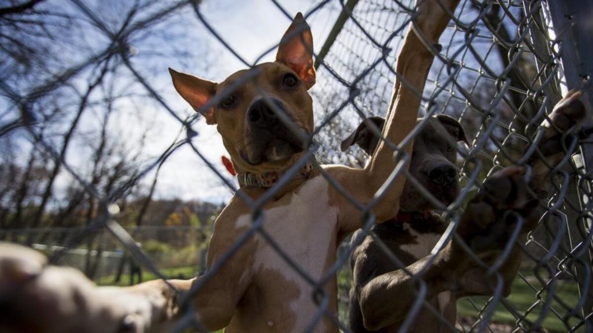 Earlier this month, Springfield, Mo., banned pit bulls. Now two of the dogs have been shot to death in the last week.