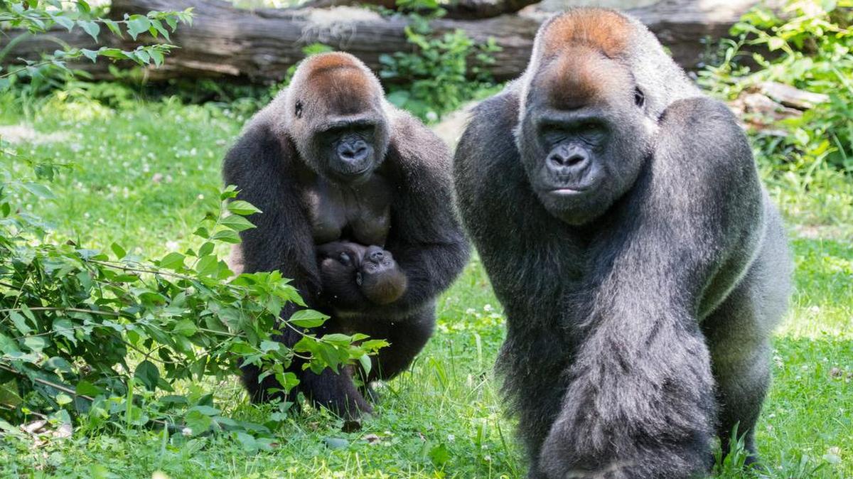 
Masika the gorilla with her parents, Makari and Radi.
