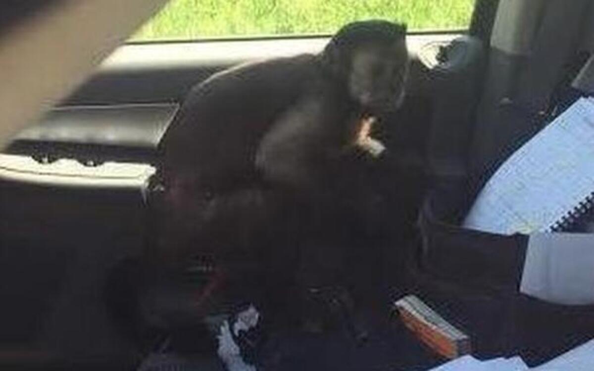 
A capuchin monkey named Harley jumped into the Livingston County sheriff deputy’s truck after hearing his name. “He was just really hungry” after several days on the lam in northern Missouri.

