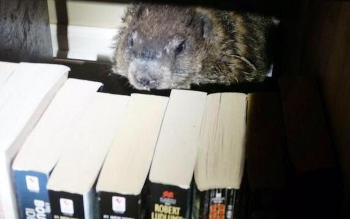 A woodchuck chased into an Overland Park home Friday by a dachshund sought refuge in a bookshelf. The animal was caught and released, unharmed, back into the wild.