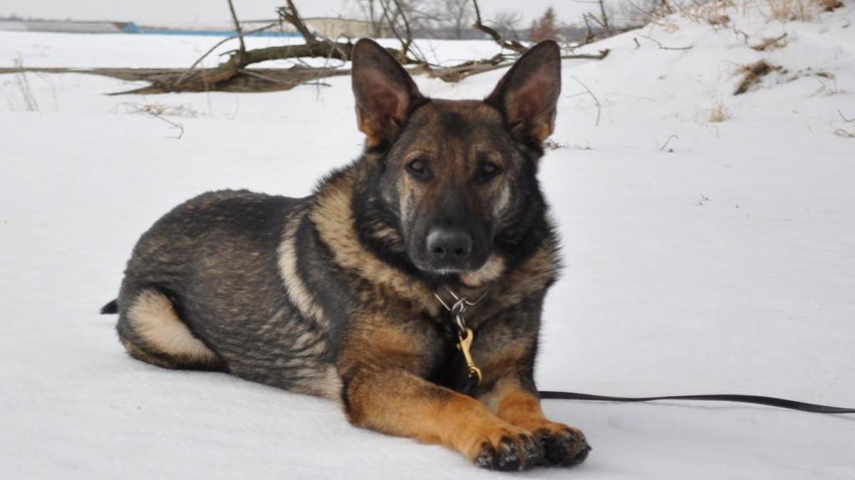 Griff, a police K-9 for the Lee’s Summit Police, died Sunday.
