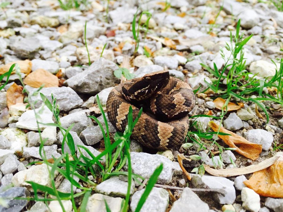 A cottonmouth in southern Illinois’ Shawnee National Forest.