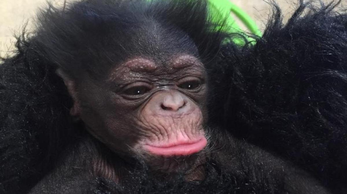 Among the new attractions this year at the Kansas City Zoo is baby chimpanzee Ruw, born April 1. The zoo topped 1 million visitors for the first time last month.