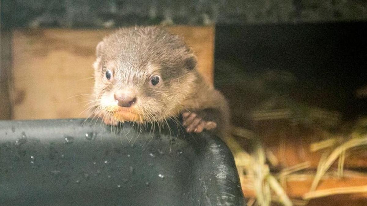 Male Asian small-clawed otter born at the Kansas City Zoo has a name.