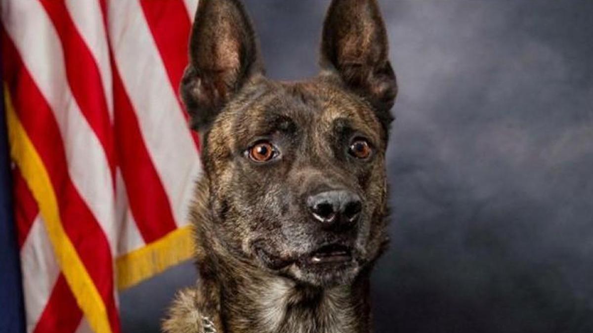 Diesel, a retired Lenexa police dog, has died.