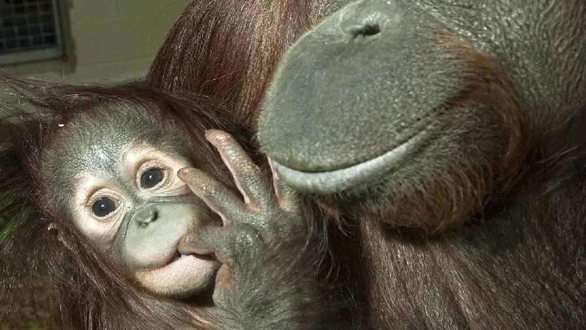 
Orangutans at the Kansas City Zoo
