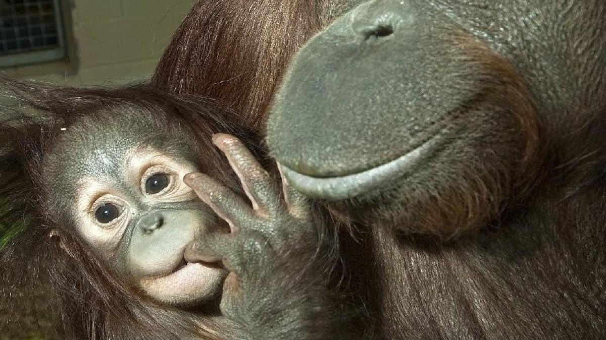 
Orangutans at the Kansas City Zoo
