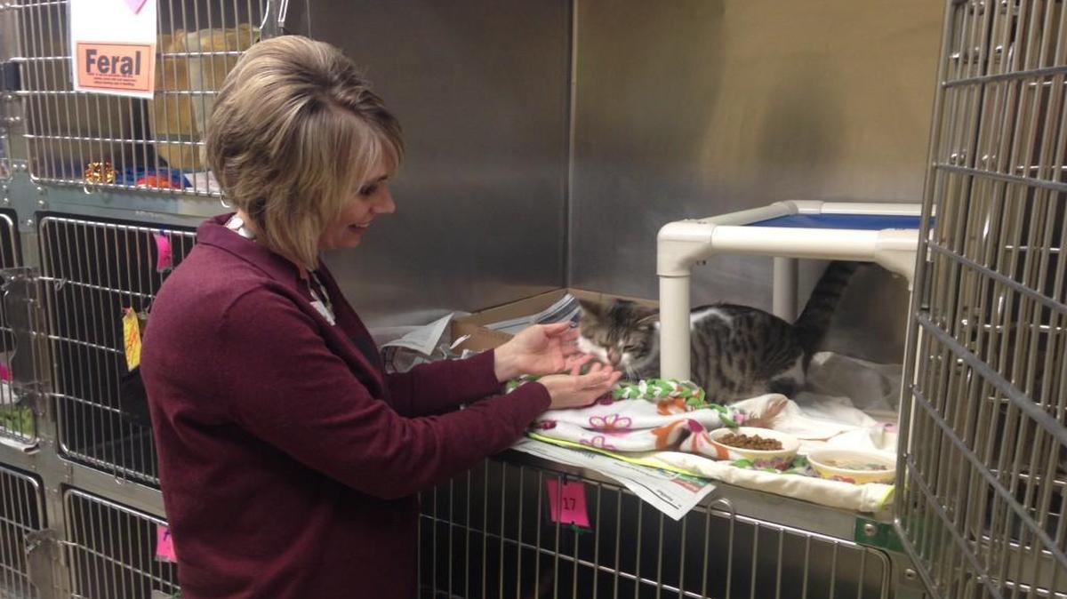 Courtney Thomas, CEO of Great Plains SPCA, visits with one of the cats at the Lost Pet & Intake Center, which will soon close. The shelter at 9800 W. 67th St. in Merriam holds about 100 animals.