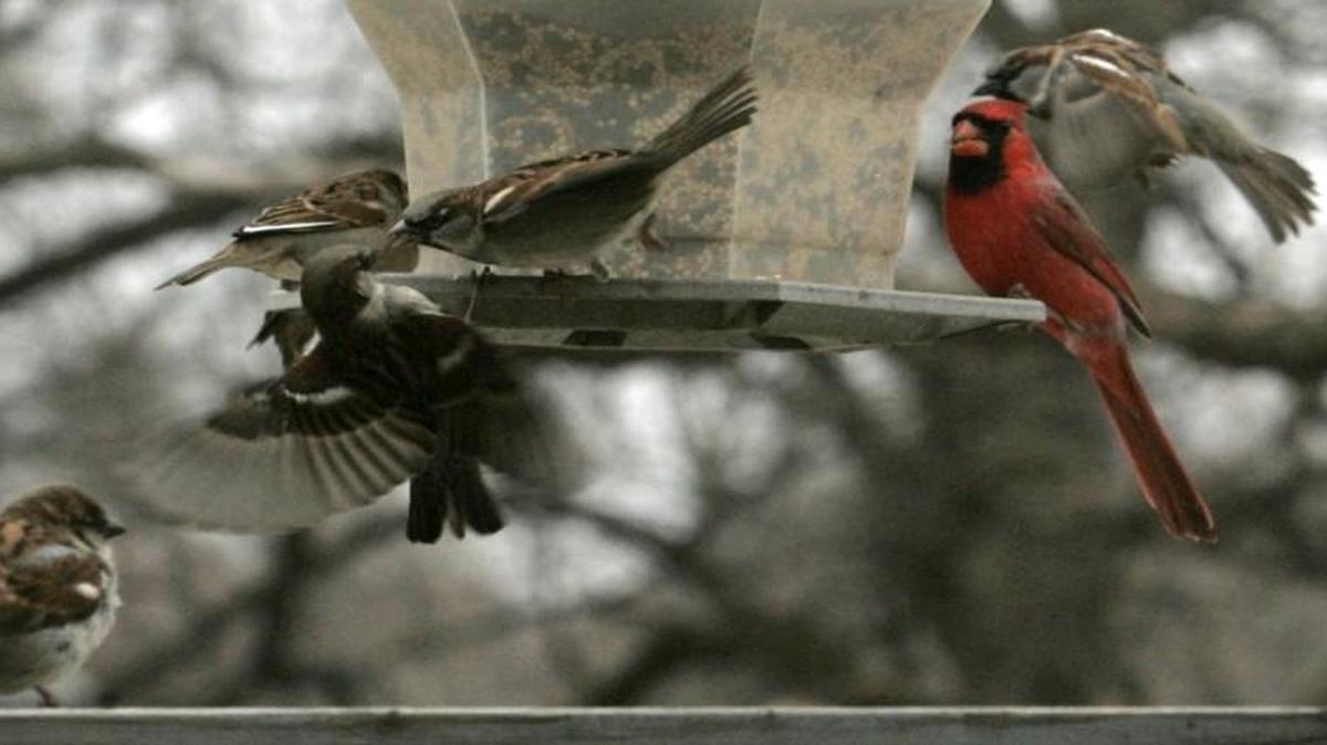 Dinnertime at the bird feeder!