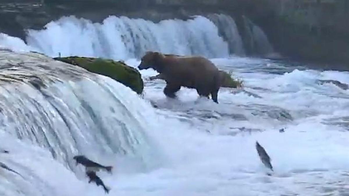 A webcam set up in Katmai National Park and Preserve in southern Alaska has thousands of people by the hour watching bears catching salmon in the Brooks River.