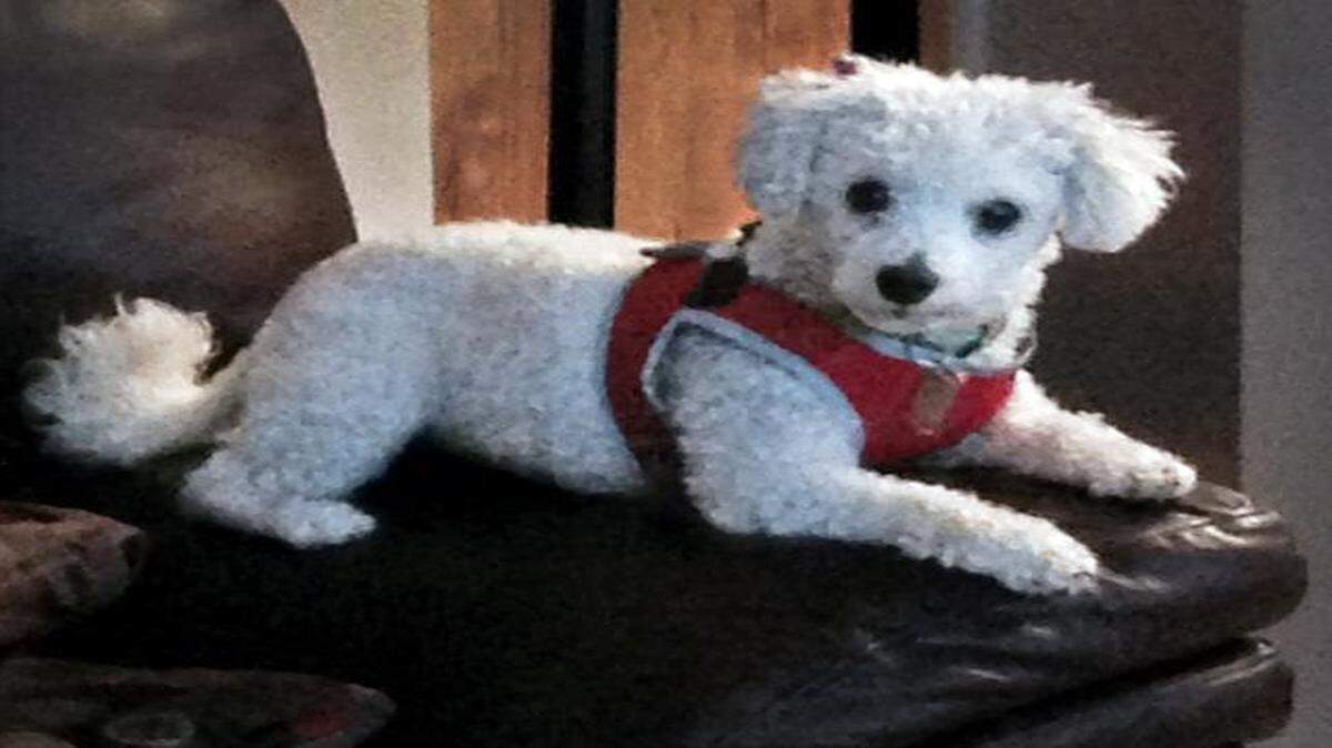 
Angel had to be put to sleep after she was severely injured in a March 12 attack by another dog in a Lee’s Summit neighborhood.
