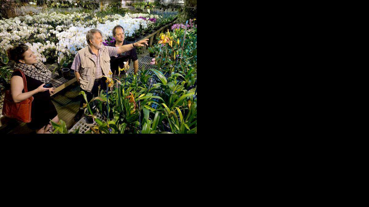 
Dennis Whigham (center) of the Smithsonian Environmental Research Center discussed a McKenna Bird orchid grown by David Bird, owner of Bird’s Botanicals, during a tour of the business on Thursday. With Whigham was Jenny McMillan, also with the Smithsonian center.
